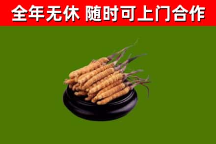 中堂镇回收散虫草